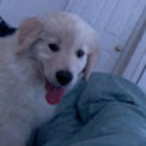 Meet your Posher, Danny